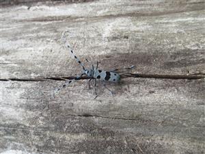 Rosalia alpina